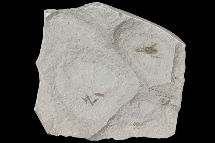 Fossil Insect Cluster and Leaf - Green River Formation, Utah #109189